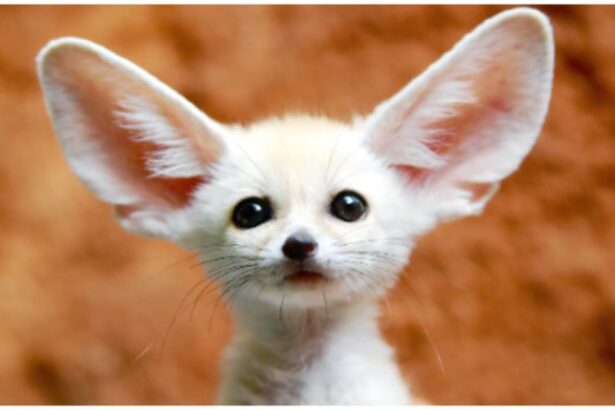 Animal