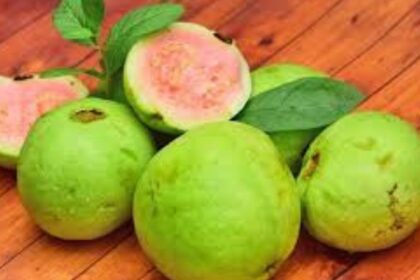 guayaba in english