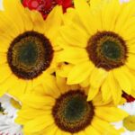 ramos de girasoles