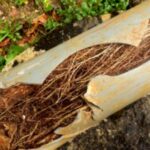 Tree Roots