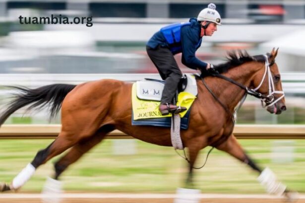 A Beginner's Guide to Preakness Stakes Betting How Odds Matter