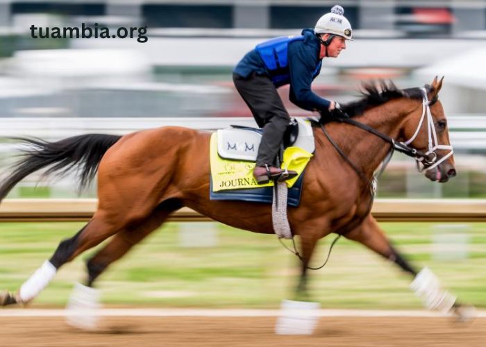 A Beginner's Guide to Preakness Stakes Betting How Odds Matter