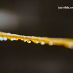 The Ultimate Guide to CBD Honey Sticks 1000mg