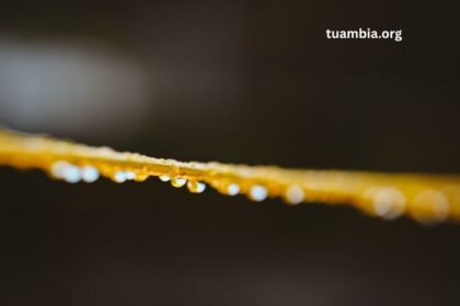 The Ultimate Guide to CBD Honey Sticks 1000mg