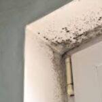 Mold
