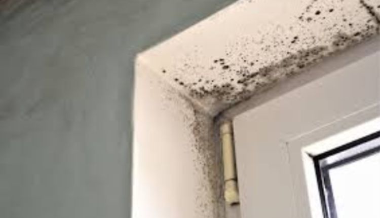 Mold
