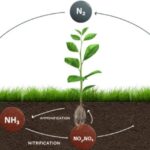 Nitrogen Cycle