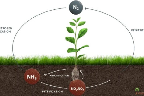 Nitrogen Cycle