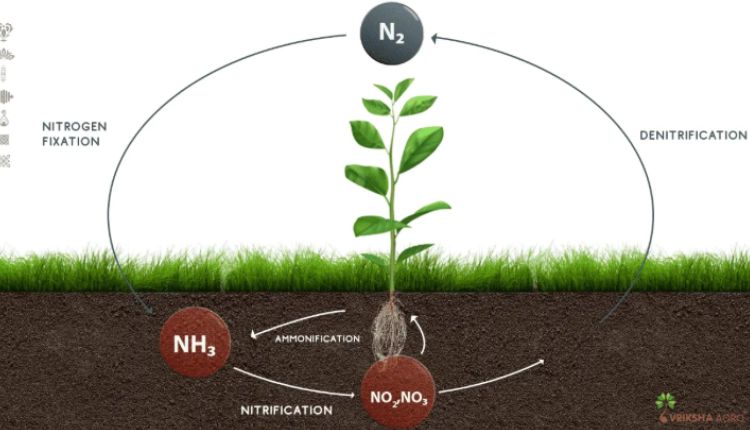 Nitrogen Cycle