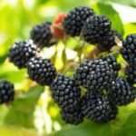 Blackberry