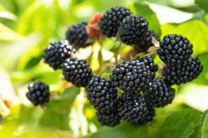 Blackberry