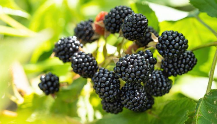 Blackberry