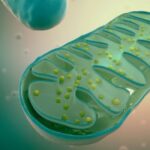 Mitochondria