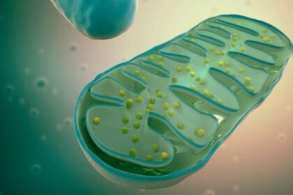 Mitochondria