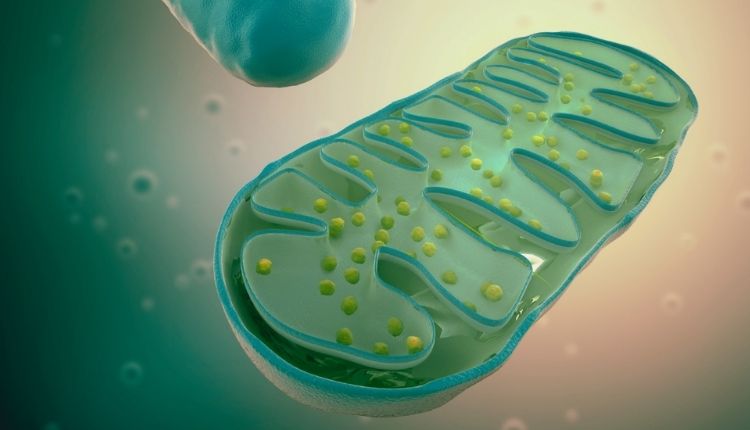 Mitochondria