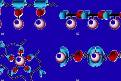 Lipofullerene