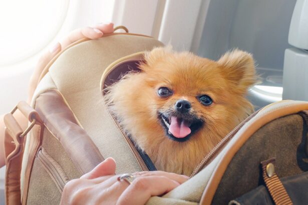 How to keep your dog relaxed during air travel