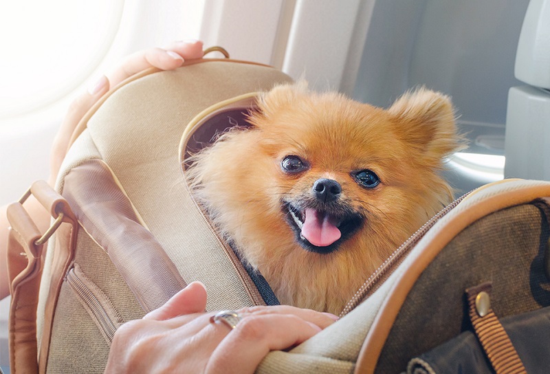 How to keep your dog relaxed during air travel