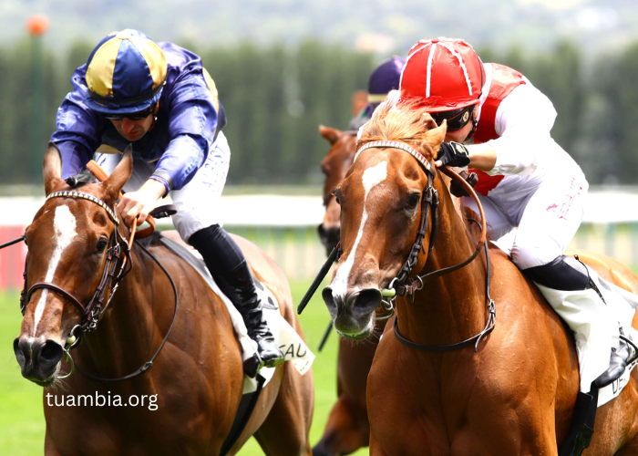 The Evolution of Turf Racing Around the World