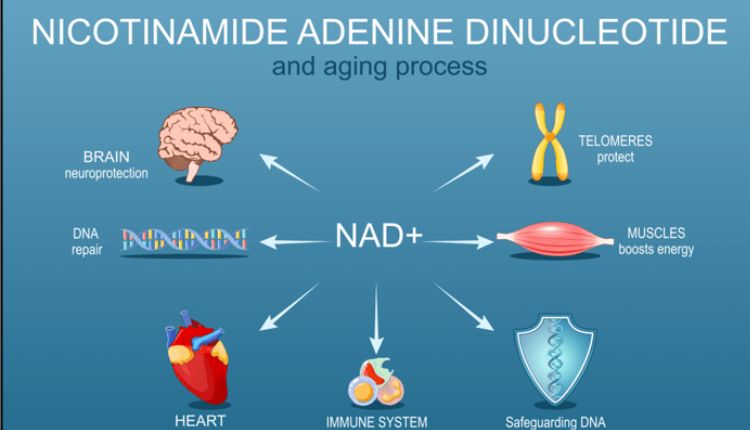 Nicotinamide