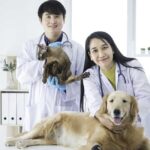 Veterinary