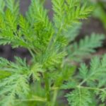 Artemisa planta