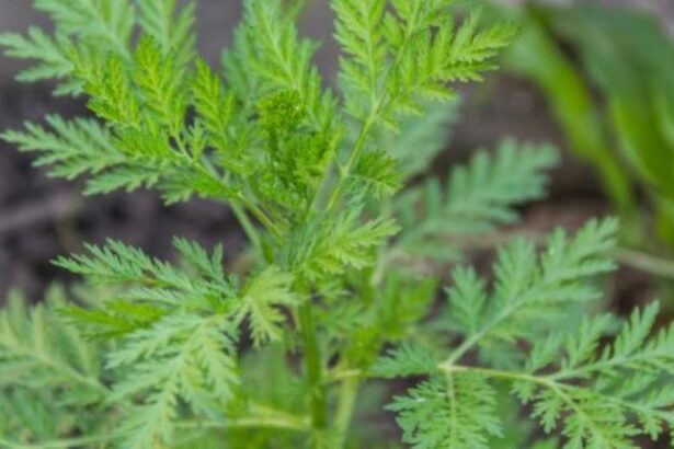 Artemisa planta