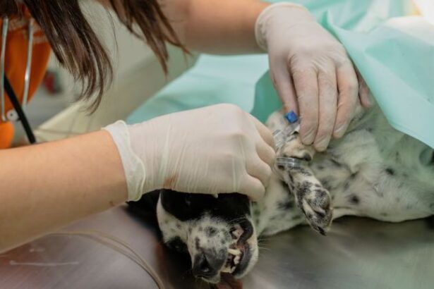 Vet